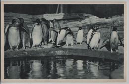 Carl Hagenbeck's Tierpark In Stellingen - Südpolar-Panorama: Pinguine - Stellingen