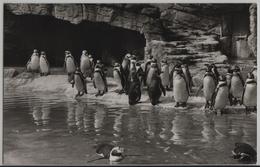 Carl Hagenbeck's Tierpark In Stellingen - Humboldt-Pinguine - Stellingen