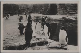 Carl Hagenbeck's Tierpark In Stellingen - Südpolar-Panorama: Goldschopf-Pinguine - Stellingen