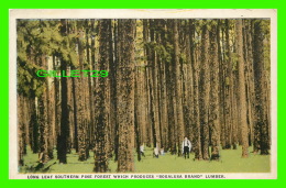 BOGALUSA, LA - LONG LEAF SOUTHERN PINE FOREST WHICH PRODUCES LUMBER - ANIMATED - COMMERCIALCHROME - - Other & Unclassified