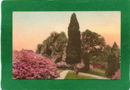 BANK OF AZALEAS,NEAR TALL CEDAR  Middleton Place Gardens Charleston South Carolina Handcolored Albertype - Charleston