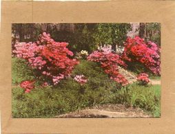 RIVER FRONT GARDEN  Middleton Place Gardens Charleston South Carolina Handcolored Albertype 1 - Charleston