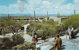 Arizona Tucson View From The Remada Porch Of The Arizona Sonora Desert Museum 1959 - Tucson