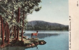 New York Lakeside Scene In The Adirondack Mountains - Adirondack