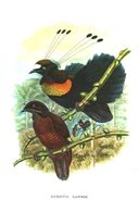 Parotia Lawesi,Diphillodes Gulliemi III,Lophorina Superba,u.a. (Vögel) /Druck,entn. Aus Westermanns Monatshefte /1966 - Bücherpakete