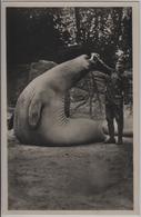 Carl Hagenbeck's Tierpark In Stellingen - Südpolar-Panorama: See-Elefant - Stellingen