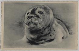 Nordseebad Langeoog - Seehund Seal - Photo: Oskar Meyer - Langeoog