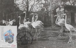 CARTE MAXIMUM - MAXICARD - MAXIMUMKARTEN - MAXIMUM CARD - PORTUGAL - OISEAUX - BIRDS - FLAMANT - Phoenicopterus Ruber - Flamingo