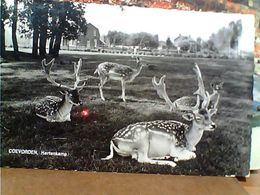 Holland - COEVORDEN HERTENKAMP DAINI  DAINO  ZOO VB1965 GN21140 - Coevorden