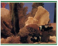 (35) Australia - (with Stamp At Back Of Postcard) QLD - Green Island Underwater - Great Barrier Reef