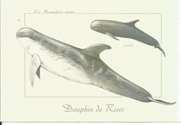 Carte Illustrée, DAUPHIN De Risso - Mammifère Marin - Dessin Pascal Robin - Dolfijnen