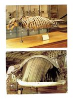 Lot 2 Cpm PARIS PALÉONTOLOGIE Musée NATIONAL HISTOIRE NATURELLE Baleine Franche Australe Halitherium Squelette Sirénien - Musées