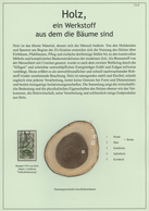 Br/GA/**/(*)/O Thematik: Holz / Wood: Ab 1835: "HOLZ, Ein Werkstoff Aus Dem Die Bäume Sind": Umfangreiche Und Spezi - Unclassified
