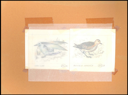 Thematik: Tiere-Vögel / Animals-birds: 1981, Aitutaki: BIRDS, Accepted Drawing "Kleiner Goldregenpfe - Other & Unclassified