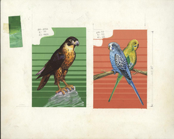 Thematik: Tiere-Vögel / Animals-birds: 1986, Niue: STAMPEX'86, Birds - Final Drawing For Nomination - Andere & Zonder Classificatie