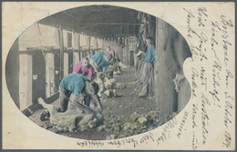 Queensland: 1904, 1 Penny Red And 1/2 Penny Green On Colored Postcard "Sheep Shearing Yardilla" Send - Storia Postale