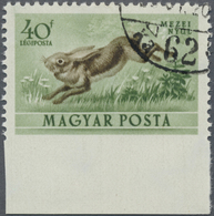 O Ungarn: 1953, Fauna Hare 40 F Below Unperforated, Neat Canceled, (Mi. -, -). - Lettres & Documents