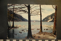 Cp, 01, NANTUA, Les Cygnes Du Lac - Nantua