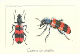 * Clairon Des Abeilles - Insectos