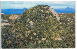 Terres  Australes Et Antarctiques Françaises - (TAAF)- Neuropogon - TAAF : French Southern And Antarctic Lands