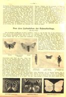 Aus Dem Liebesleben Der Schmetterlinge / Artikel, Entnommen Aus Zeitschrift / 1910 - Paketten
