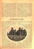 Ein Plantagenbau In Afrika / Artikel, Entnommen Aus Zeitschrift / 1910 - Empaques