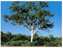 (116) Australia  - NT - Ghost Gum Tree - Non Classificati