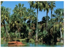 (116) Australia  - NT - Palm Valley - Uluru & The Olgas