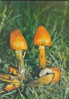 69461- MUSHROOMS - Champignons