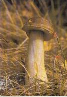 69462- MUSHROOMS - Funghi