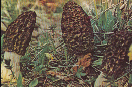 69463- MUSHROOMS - Mushrooms