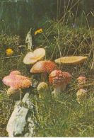 69464- MUSHROOMS - Paddestoelen