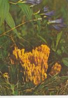 69466- MUSHROOMS - Pilze