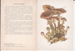 69467- MUSHROOMS - Pilze