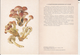 69468- MUSHROOMS - Mushrooms
