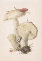 69469- MUSHROOMS - Mushrooms