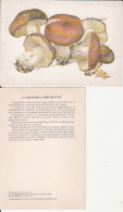 69472- MUSHROOMS - Champignons