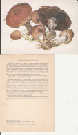 69473- MUSHROOMS - Funghi