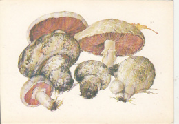 69476- MUSHROOMS - Pilze