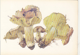 69478- MUSHROOMS - Funghi