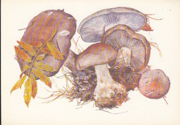 69479- MUSHROOMS - Champignons