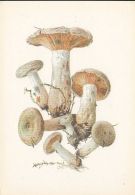 69481- MUSHROOMS - Pilze