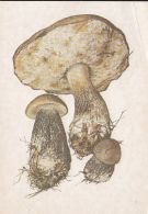 69483- MUSHROOMS - Pilze