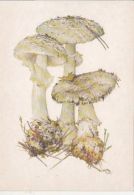 69484- MUSHROOMS - Champignons