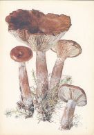 69485- MUSHROOMS - Funghi