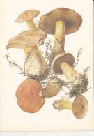 69486- MUSHROOMS - Pilze