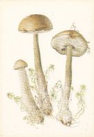 69487- MUSHROOMS - Pilze