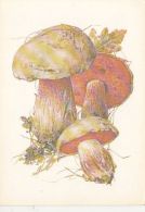 69488- MUSHROOMS - Funghi