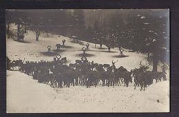 CPA PHOTO AUTRICHE - WEYER Ou Ses Environs - TB PLAN Troupeau De Biches Et De Cerfs En CP Photographique Sous La Neige - Weyer