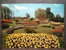 (FG.R75) TORINO - Esposizione Internazionale FIORI DEL MONDO 1961 - PARCO DEL VALENTINO, TULIPANI - Expositions